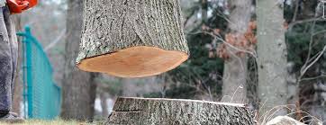 Creve Coeur, IL Tree Care Company
