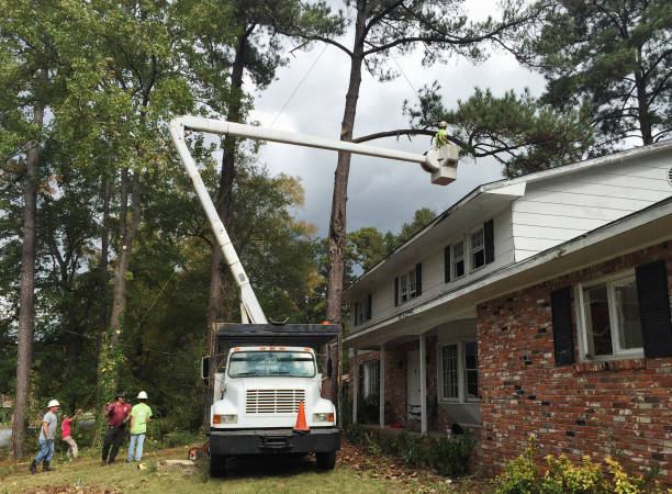 Seasonal Cleanup (Spring/Fall) in Creve Coeur, IL