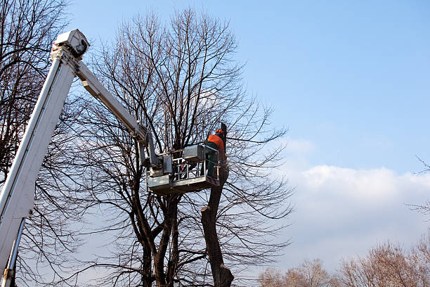 How Our Tree Care Process Works  in  Creve Coeur, IL
